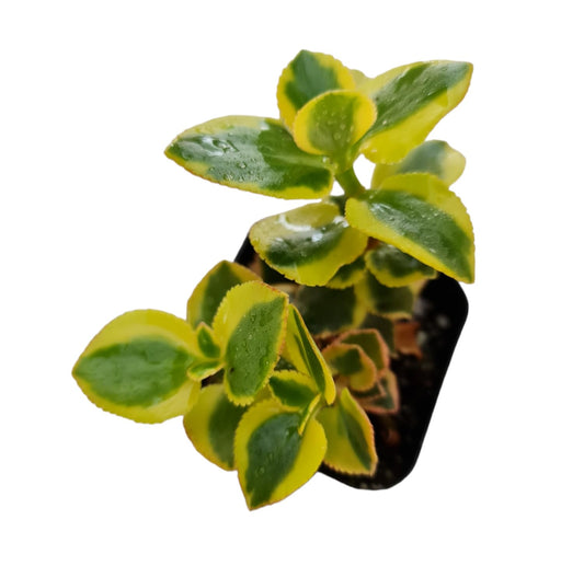 Live Crassula Plants for Home Decor - 2"pot Sarmentosa 'Comet'