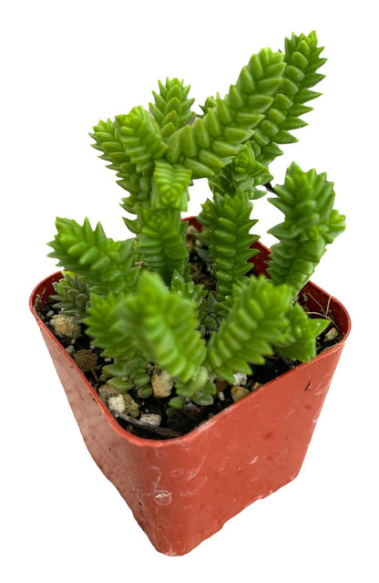 Live Succulent Cactus Plants (2" Pot Crassula Estagnol Spiralis)