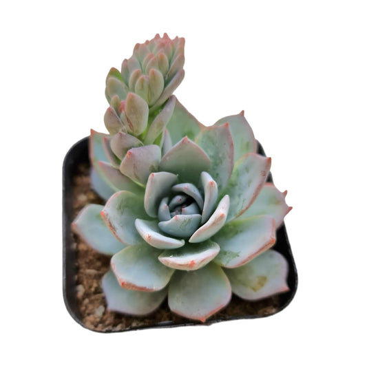 Live Cactus Succulent Plants for Home Decoration - 2"pot Echeveria Blue Bird