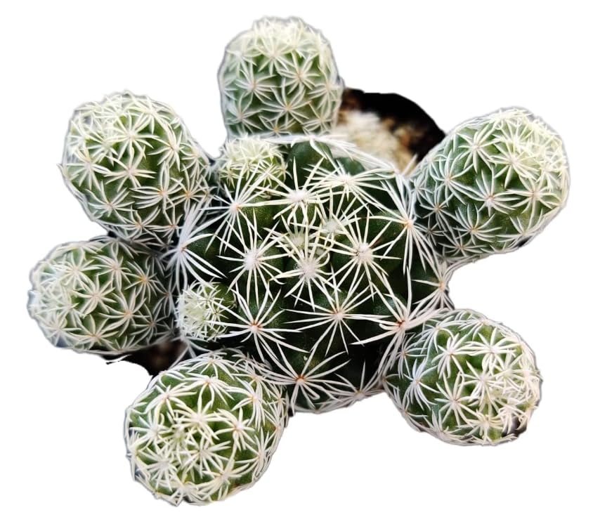 Live Mammillaria Cactus Plants Collection for Home Decor 2"pot