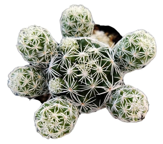 Live Mammillaria Cactus Plants Collection for Home Decor 2"pot - Thimble Cactus