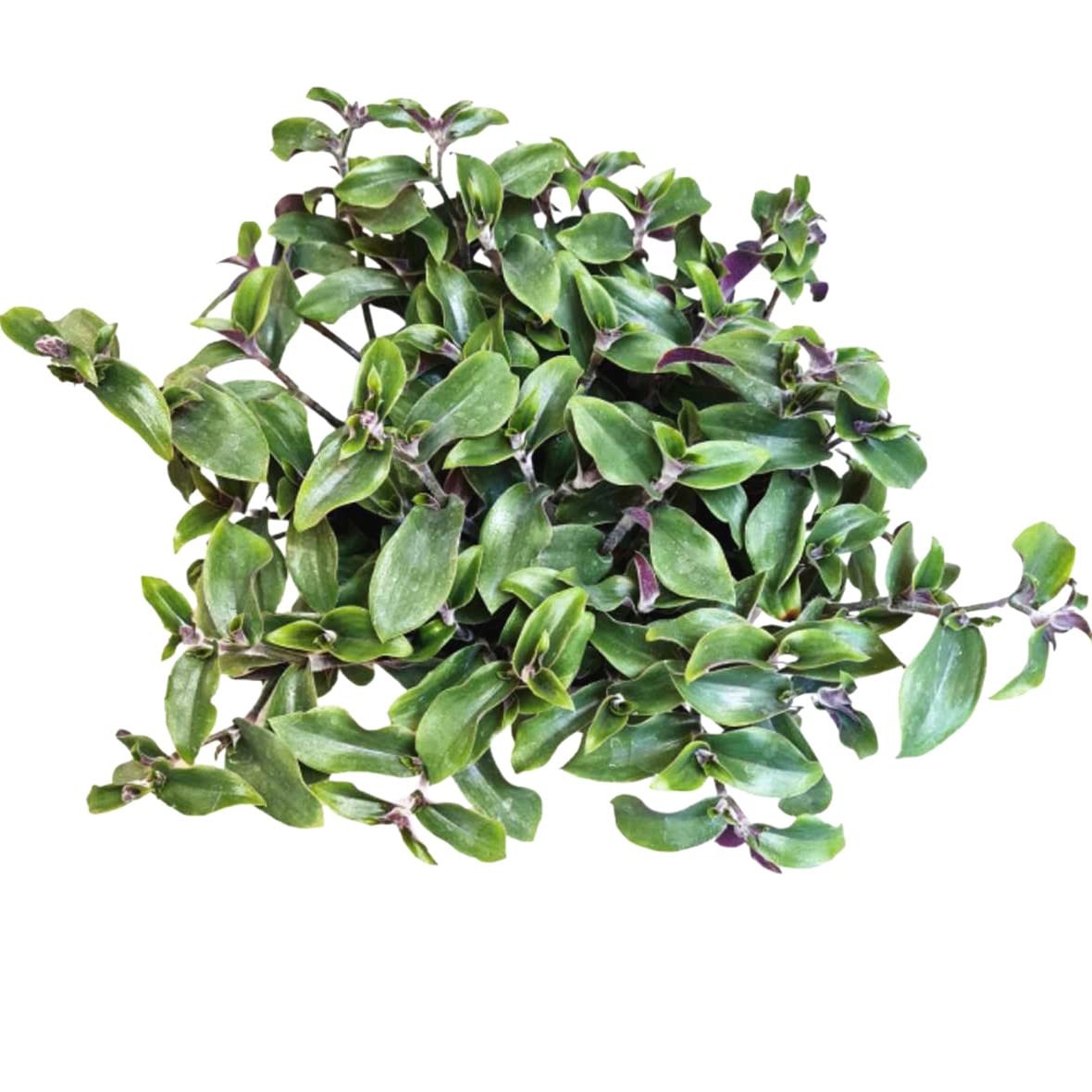 No Root Plant cuttings from USKC (3pc Tradescantia fluminensis variegata no Root cuttings)
