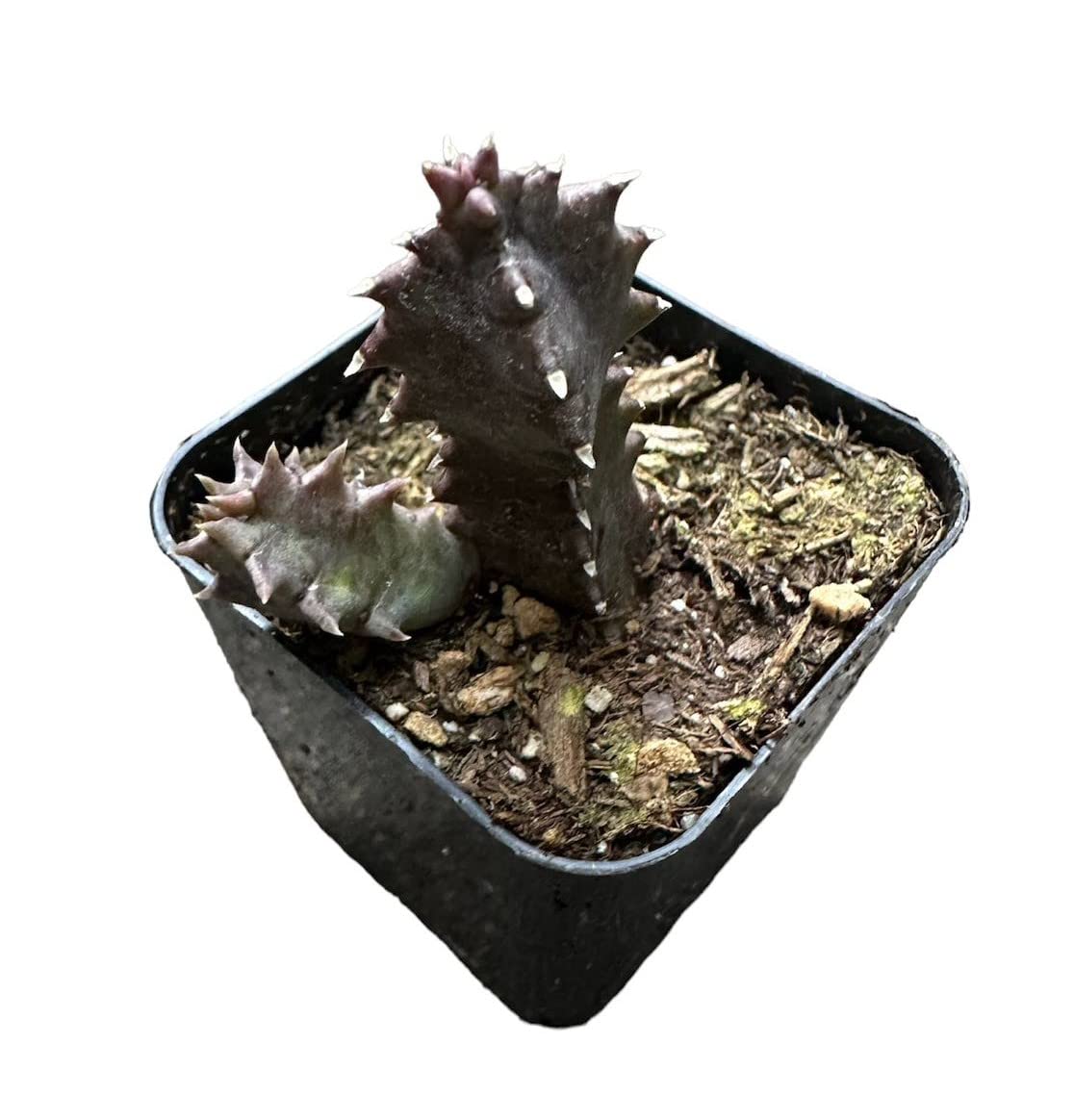 Live plants Lifesaver Plant Huernia zebrina