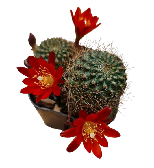 Live Rebutia Cactus Plants Collection for Home Decor 2" Pot (Bloom Color #2) - Bloom Color #2