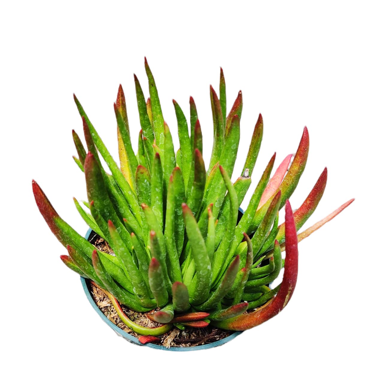 Live Cactus Succulent Plants for Home Decoration