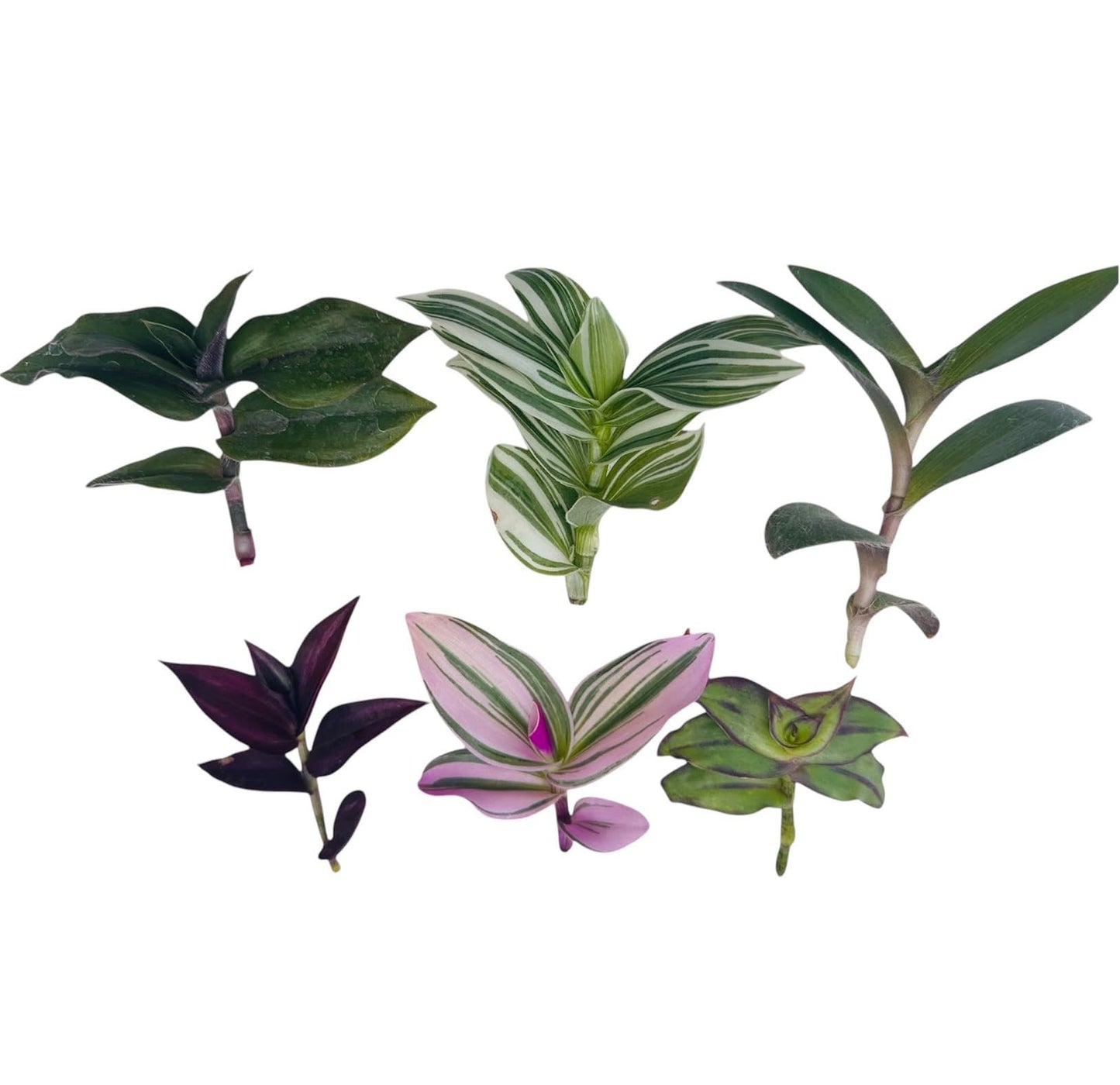 No Root Plant cuttings from USKC (3pc Tradescantia fluminensis variegata no Root cuttings)