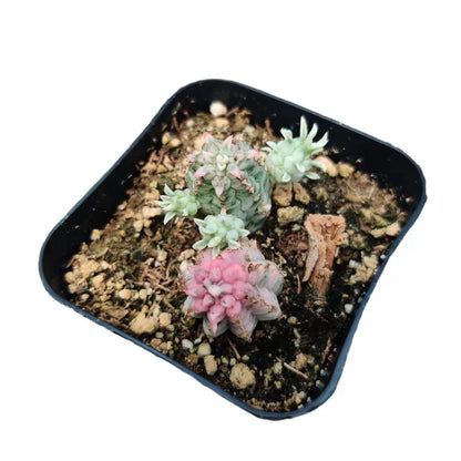 Live Succulent Cactus Plants from USKC (2" Pot) (Euphorbia Mammillaris Variegata)