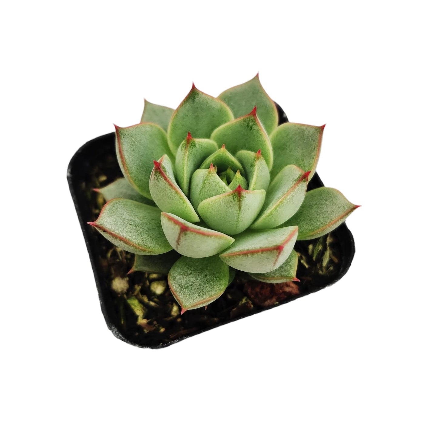 Live Cactus Succulent Plants for Home Decoration