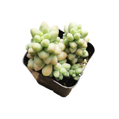Live Succulent Cactus Plants from USKC (2" Pot) (Euphorbia Mammillaris Variegata)
