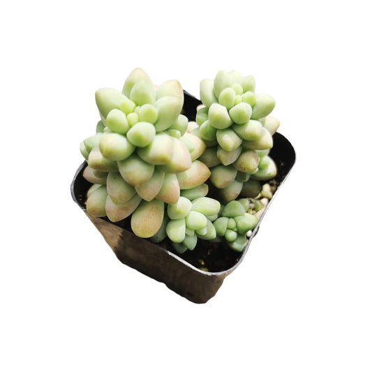Live Succulent Cactus Plants from USKC (2" Pot) (Euphorbia Mammillaris Variegata) - Sedum Burrito Donkey Tail