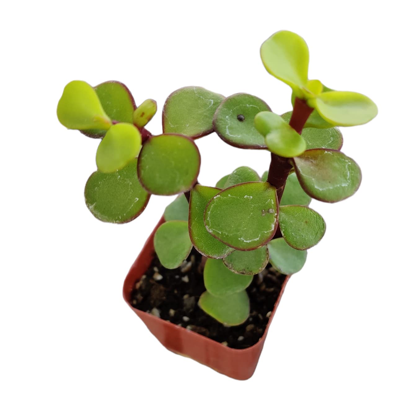 Live Cactus Succulent Plants for Home Decoration