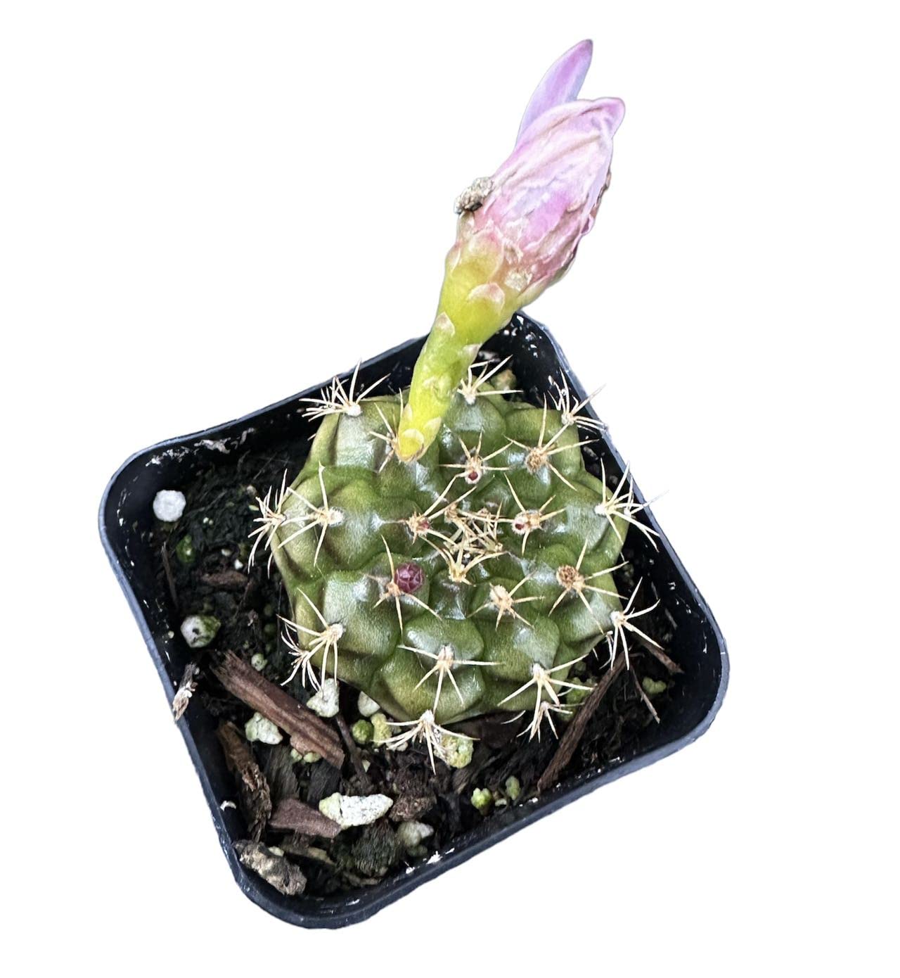 Live Cactus Plants from USKC (2" Pot Opuntia Maverick Variegated) - 2"pot Gymnocalycium damsii var. tucavocense