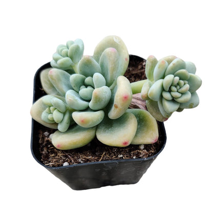 Live Succulent Cactus Plants (2" Pot Crassula Estagnol Spiralis)