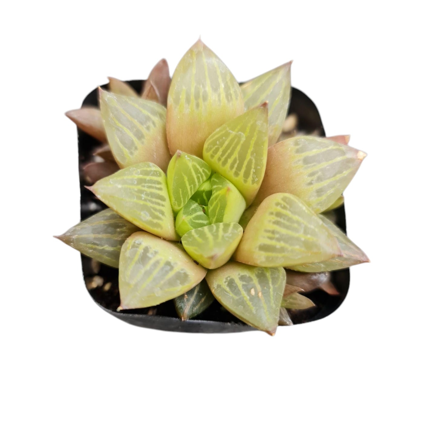 Live Haworthia Plants for Home Office Decor