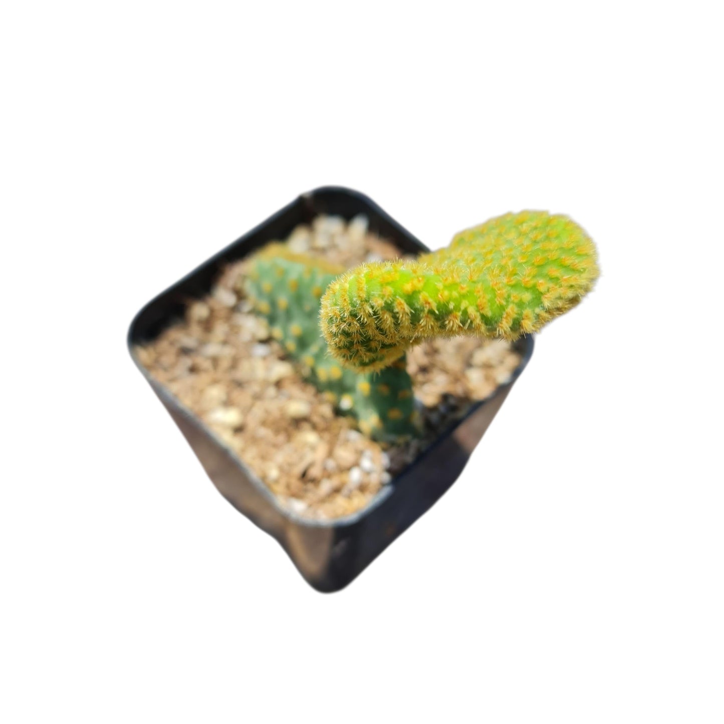 Live Succulent Cactus Plants for Home Office Decor