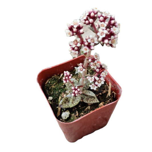 Live Succulent Cactus Plants  (2" Pot)  Crassula Tiger Jade