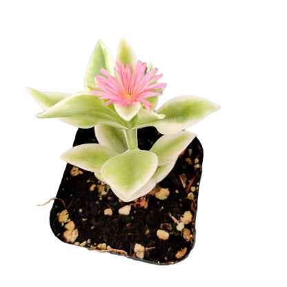 Live Succulent Cactus Plants from USKC (2" Pot) (Euphorbia Mammillaris Variegata)