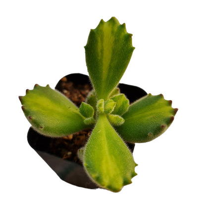 Rare Live Succulent Cactus Plants for Home Office Decor (2" Pot Variegated Delosperma echinatum - Variegated Pickle Plant)