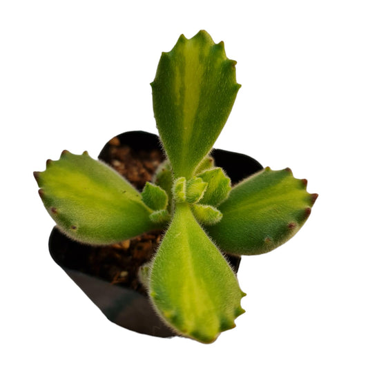 Rare Live Succulent Cactus Plants for Home Office Decor (2" Pot Variegated Delosperma echinatum - Variegated Pickle Plant) - 2"pot Cotyledon Tomentosa Bear Paw Reverse Variegated
