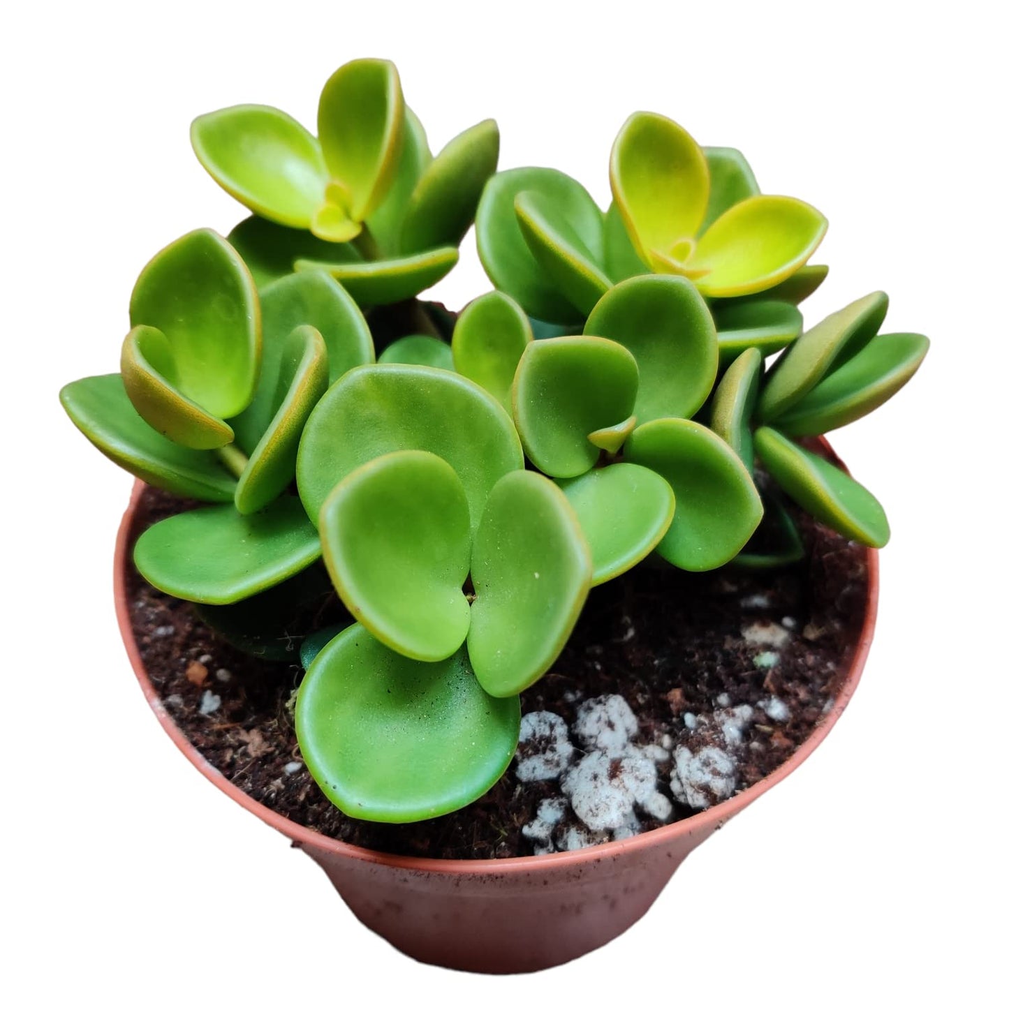 Live Indoor plants for Home Decoration