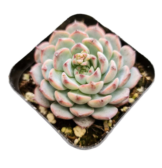 Live Succulent Cactus Plants for Home Office Decor - 2"pot Echeveria Minima