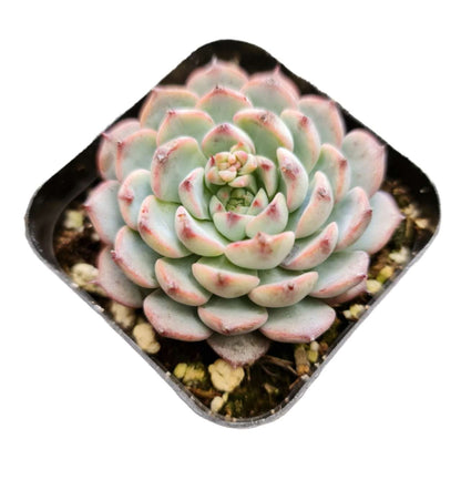 Live Succulent Cactus Plants (2" Pot Crassula Estagnol Spiralis)