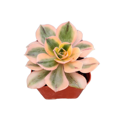 Live Succulent Cactus Plants from USKC (2" Pot) (Euphorbia Mammillaris Variegata)