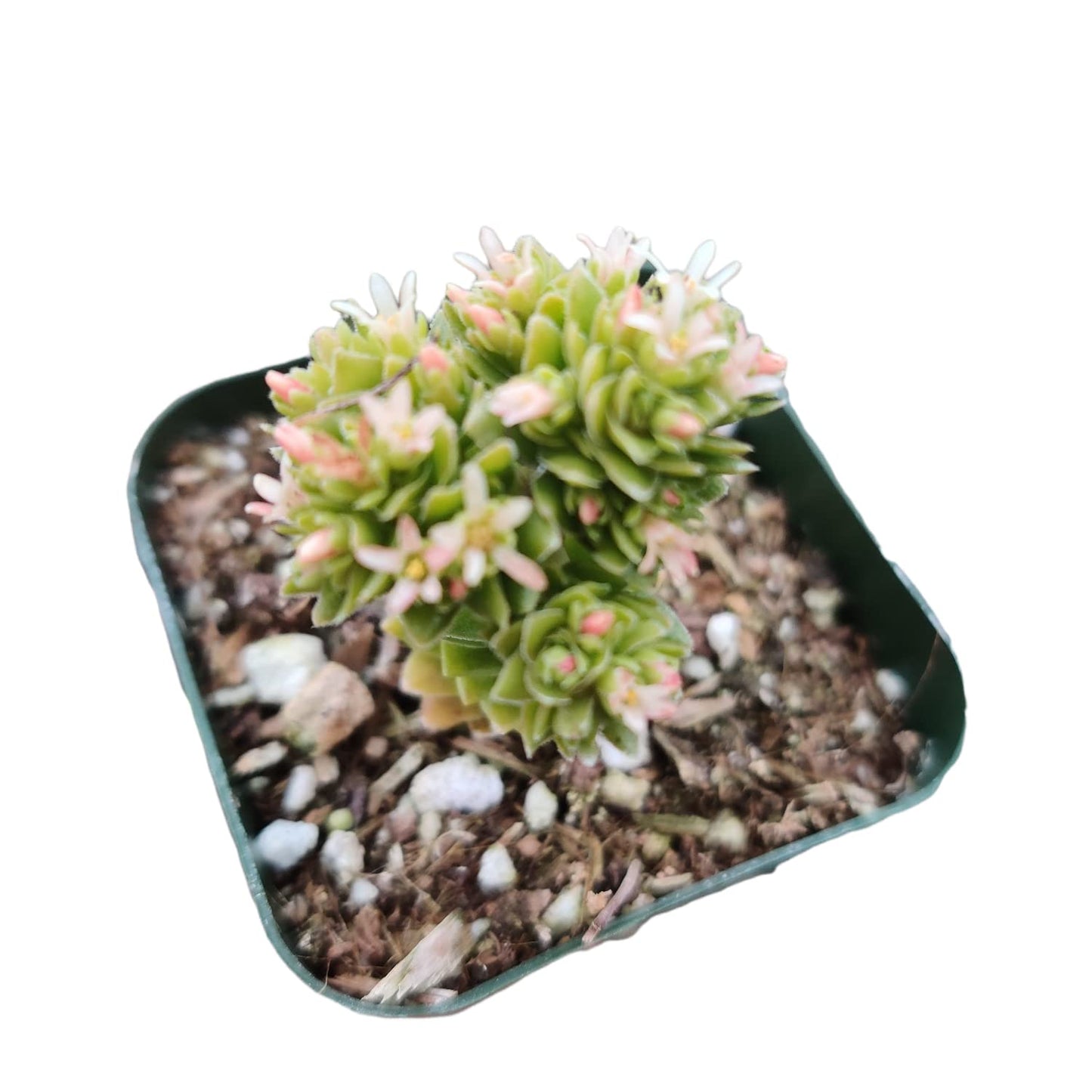 Live Succulent Cactus Plants (2" Pot Crassula Estagnol Spiralis)