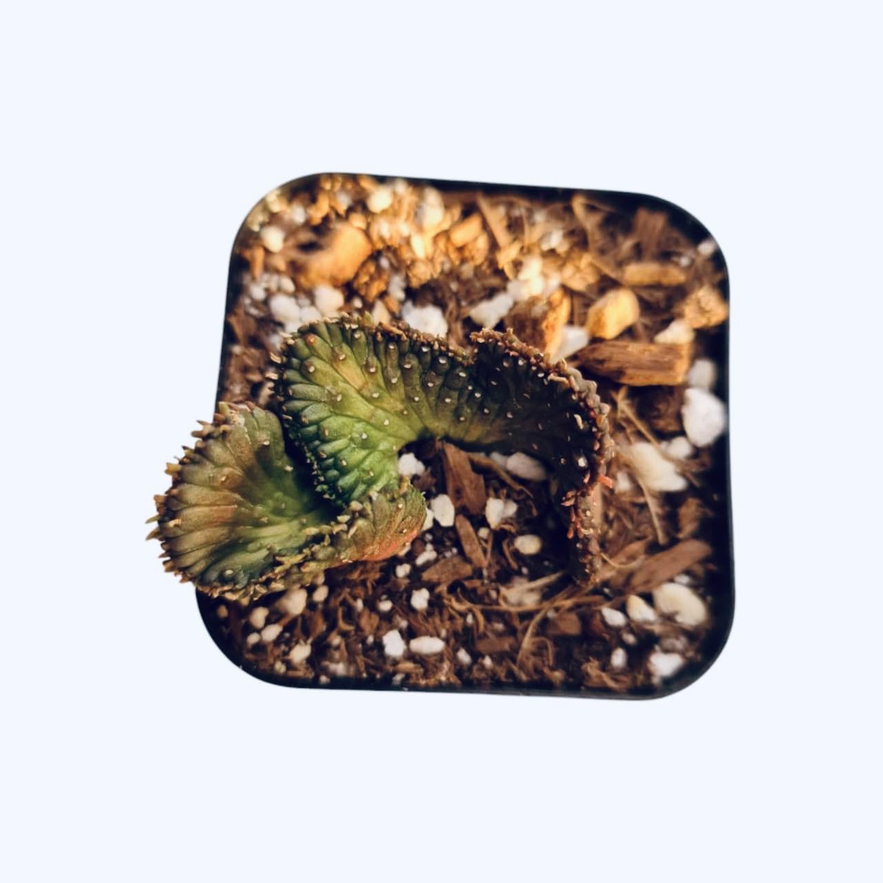 Live Cactus and Succulent plants for Home Office Decor