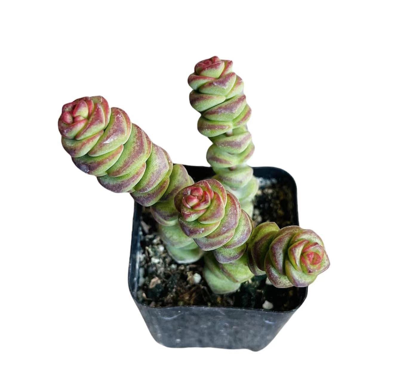 Live Succulent Cactus Plants from USKC (2" Pot) (Euphorbia Mammillaris Variegata)