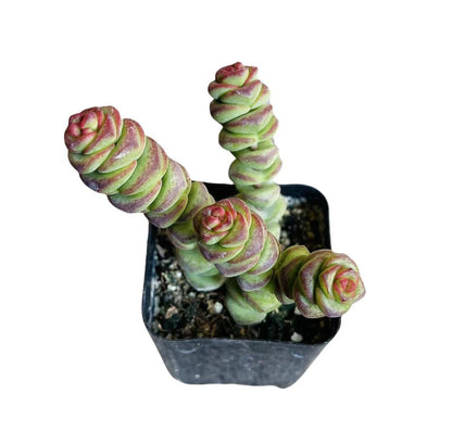 Live Succulent Cactus Plants from USKC (2" Pot) (Euphorbia Mammillaris Variegata)