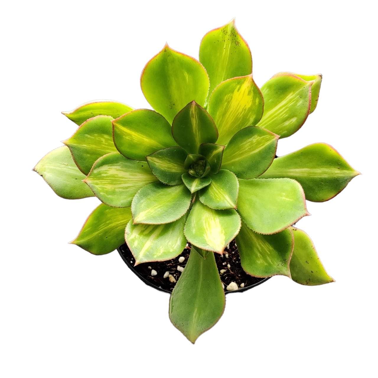 Live Cactus and Succulent plants for Home Office Decor