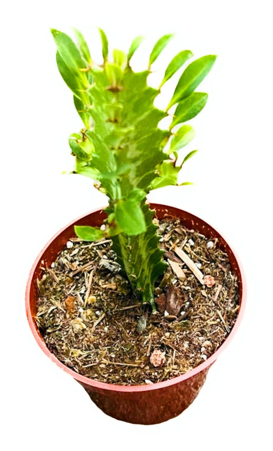 Live Cactus Succulent Plants for Home Decoration - 4"pot Euphorbia Trigona African Milk green color