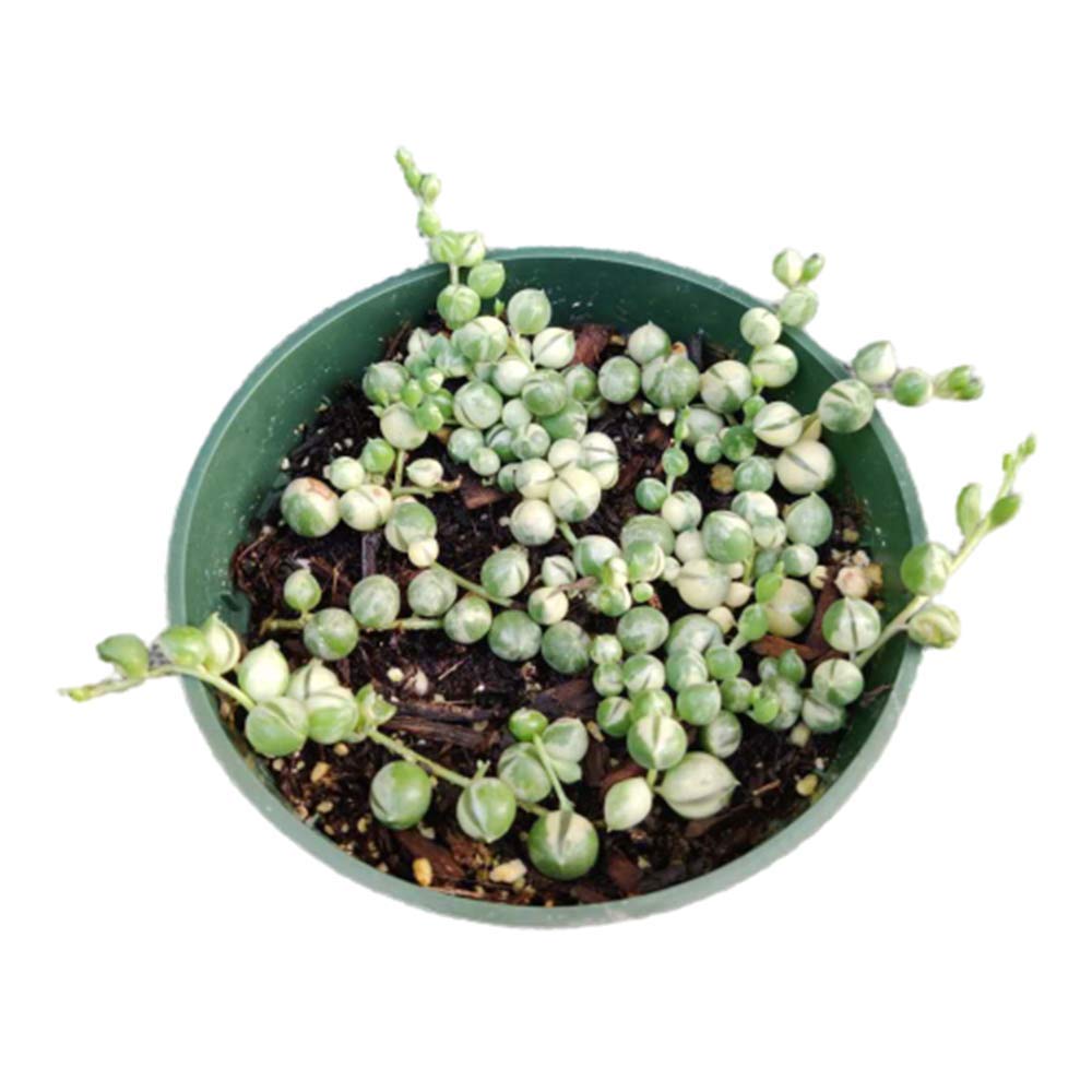 Live Succulents Plants Succulents String of Pearls Variegated Well Rooted (Pictured in a 4" Pot)