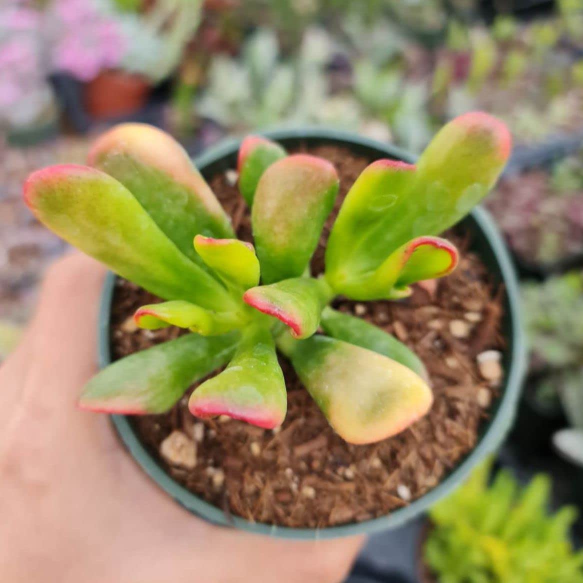 Live Crassula Plants for Home Decor