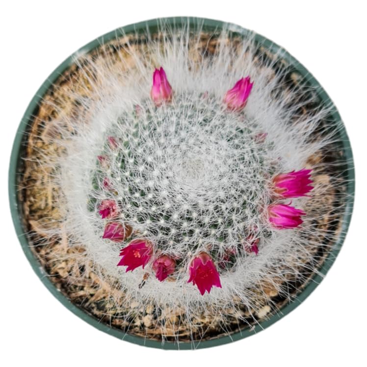 Live Cactus plants for Home Office Decoration