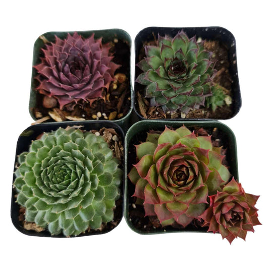 Live Succulent Cactus Plants Collection for Home Decor - 2"Pot Sempervivum 4PK Random types