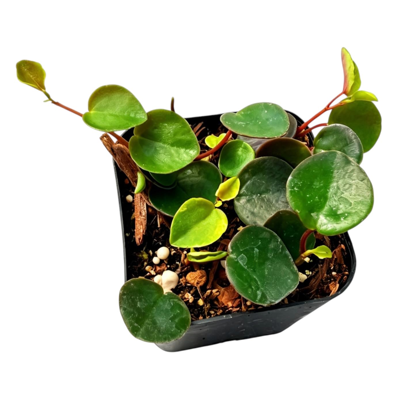 Live Trailing Plants String Plants (2”Pot String of Watermelons)