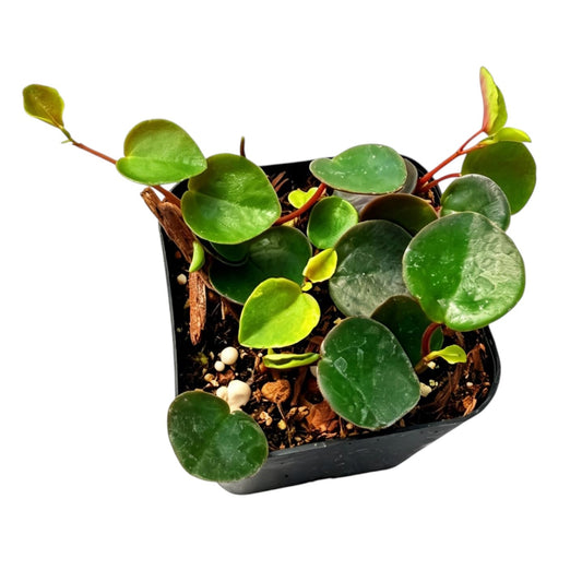 Live Trailing Plants String Plants - 2”pot Peperomia Ruby Cascade