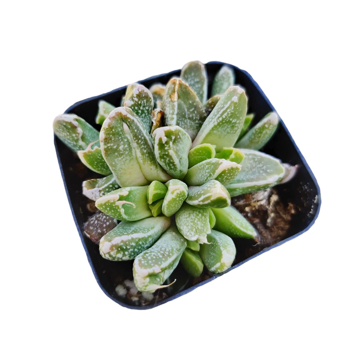 Live Cactus Succulent Plants for Home Decoration