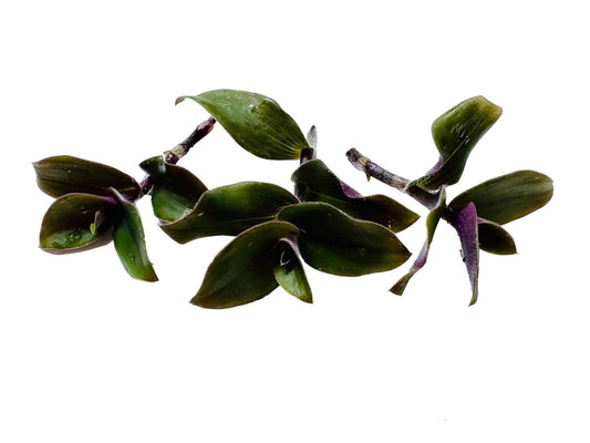 No Root Plant cuttings from USKC (3pc Tradescantia fluminensis variegata no Root cuttings) - 3pc tradescantia blossfeldiana red hill no root cuttings