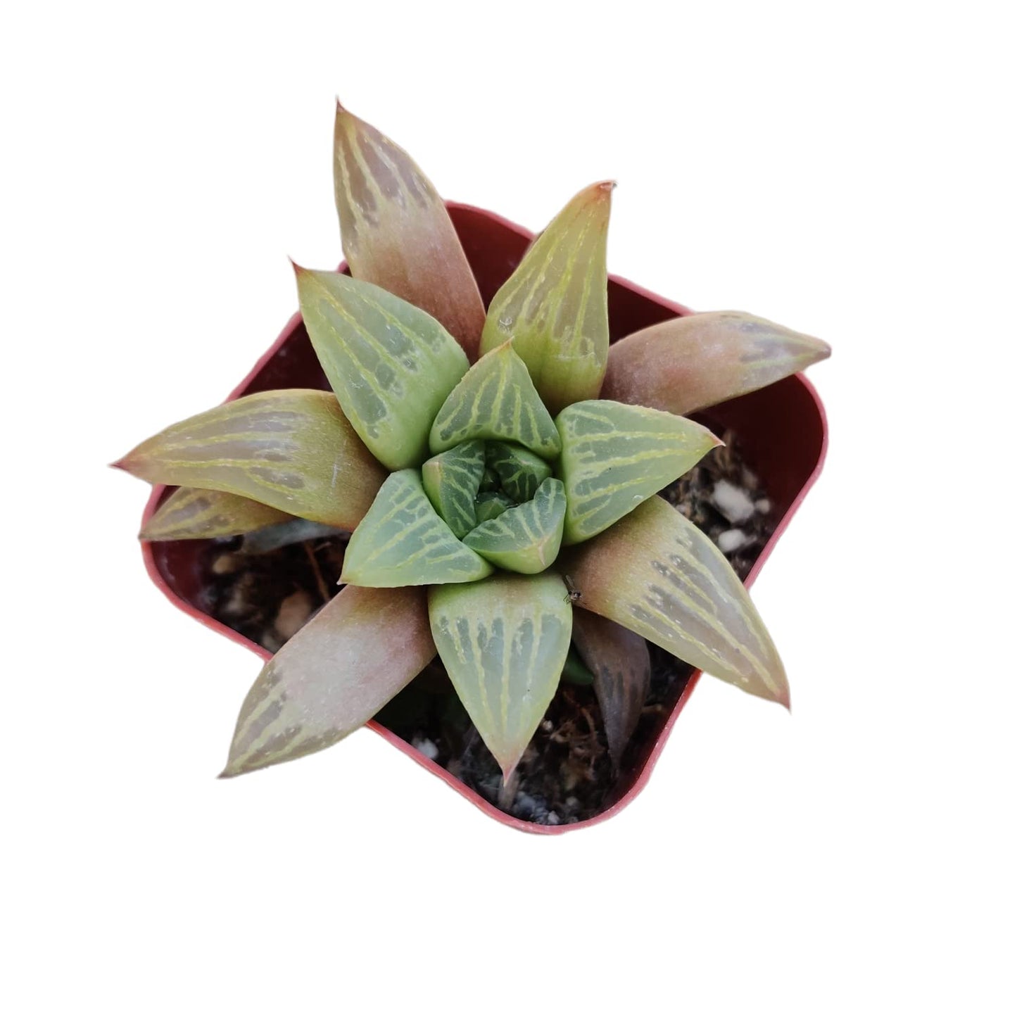 Live Cactus Succulent Plants for Home Decoration