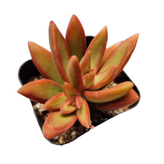 Live Cactus Succulent Plants for Home Decoration - 2"pot Sedum Adolphi Firestorm