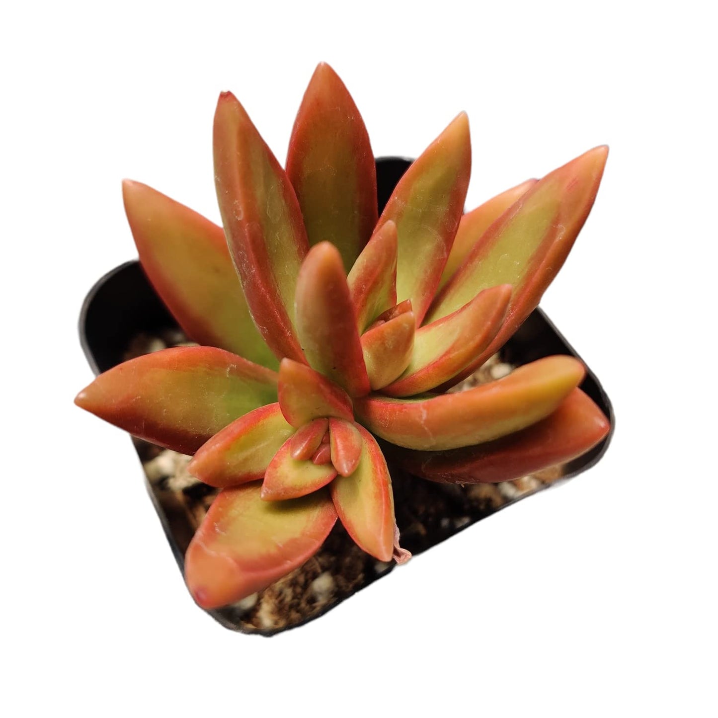 Live Cactus Succulent Plants from USKC (2" Pot Blue Candle Cactus Myrtillocactus Geometrizans)