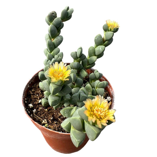 Live Succulent Cactus Plants - 4"pot Corpuscularia Lehmannii Ice Plant