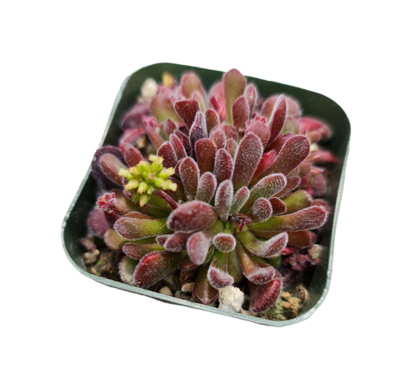 Live Cactus and Succulent plants for Home Office Decor