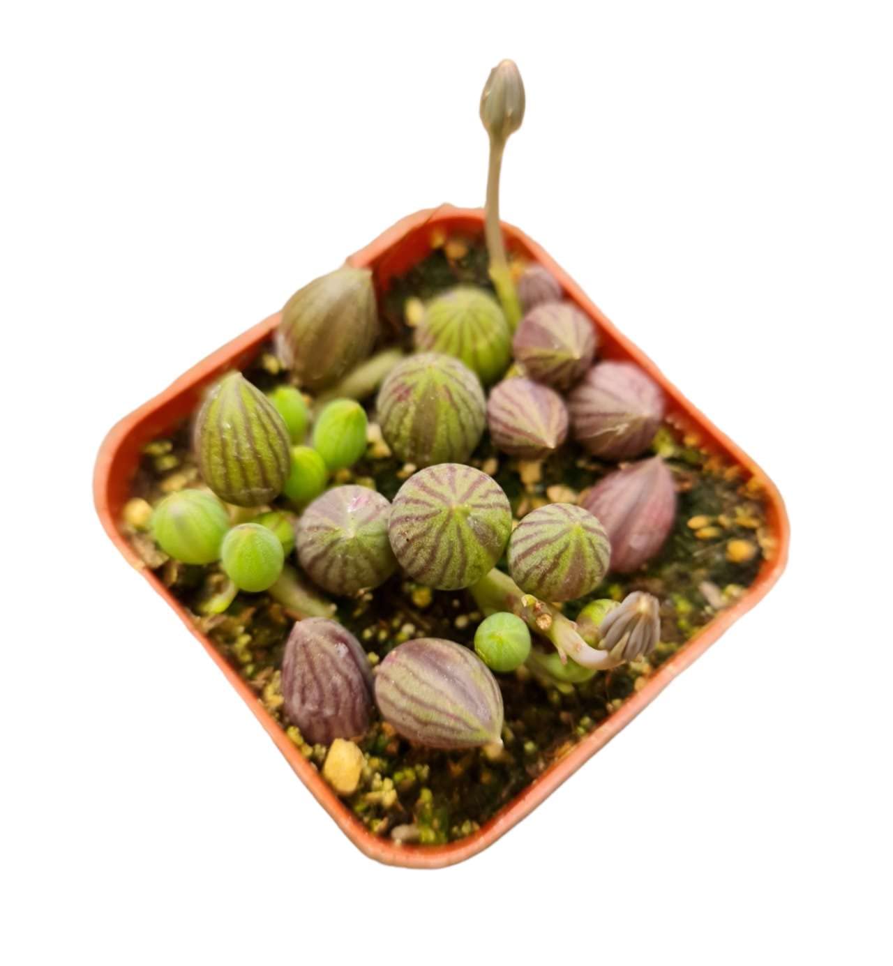 Live Trailing Plants String Plants for Home Decoration