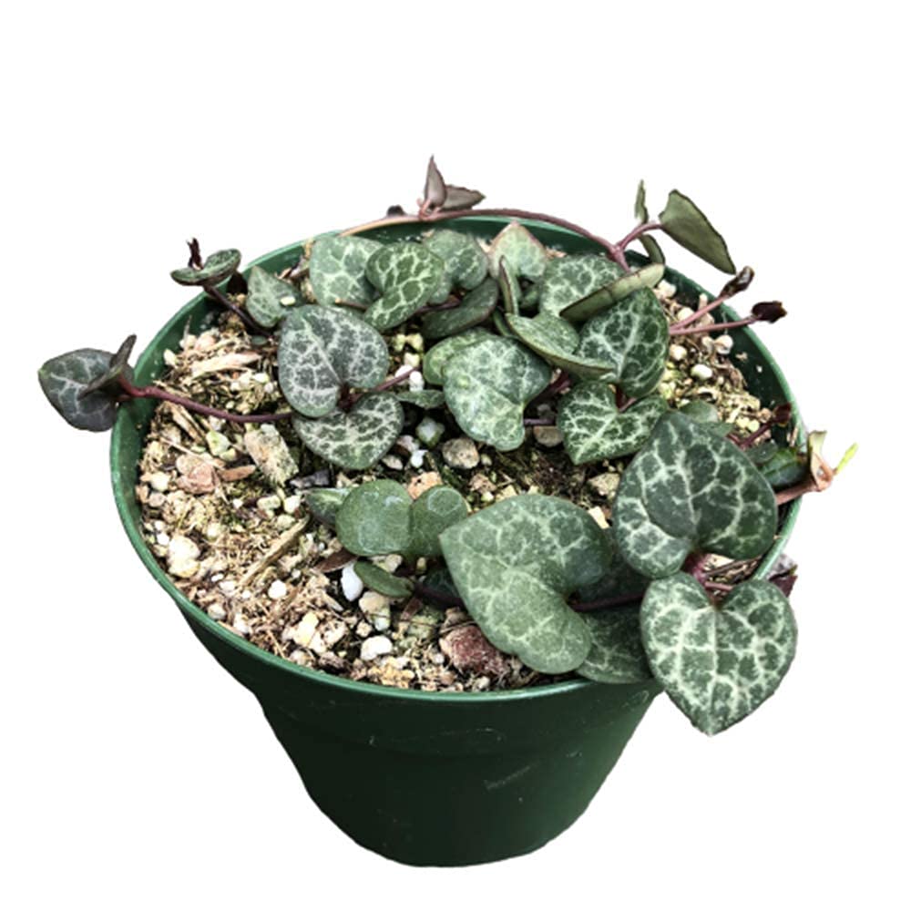 Live Succulent Plants String of Hearts 4" Pot Non-variegated