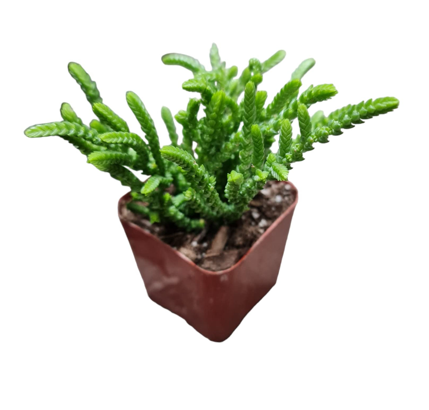 Live Crassula Plants for Home Decor
