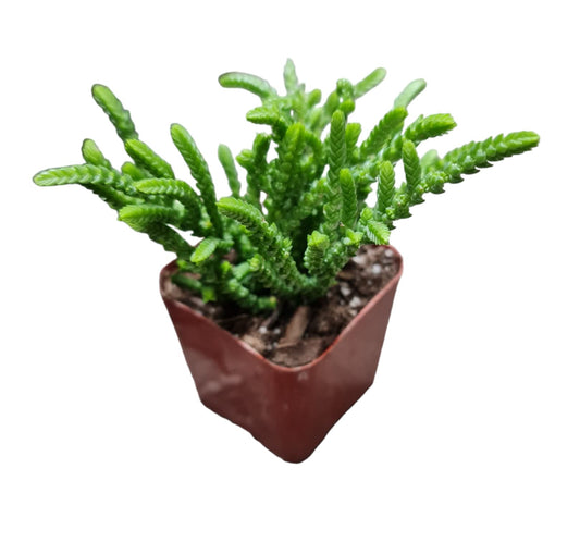 Live Crassula Plants for Home Decor - 2"pot Crassula Muscosa